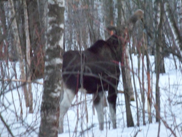 SAM_1010 (600 x 450).jpg